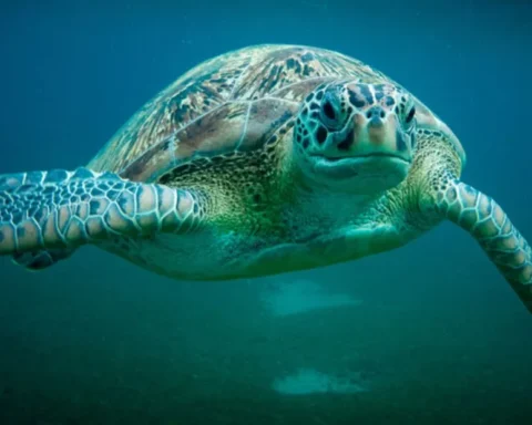 Il faut protéger les tortues marines en Martinique