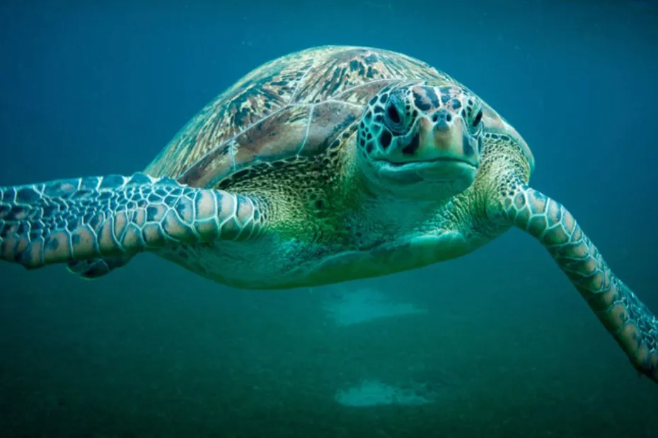 Il faut protéger les tortues marines en Martinique