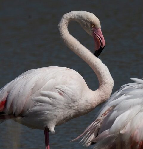 Des nids de flamants roses détruits dans le Gard : la société de production qui travaillait pour Nicolas Vanier condamnée