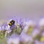 Biodiversité : quatre questions sur le recours d'un collectif d'associations contre l'Etat pour "carence fautive"