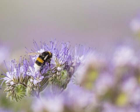 Biodiversité : quatre questions sur le recours d'un collectif d'associations contre l'Etat pour "carence fautive"