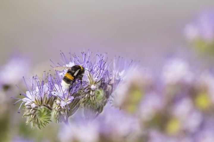 Biodiversité : quatre questions sur le recours d'un collectif d'associations contre l'Etat pour "carence fautive"