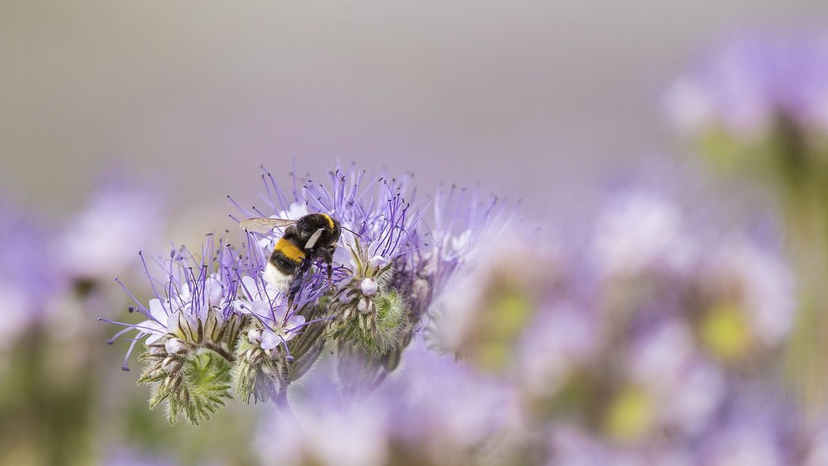 Biodiversité : quatre questions sur le recours d'un collectif d'associations contre l'Etat pour "carence fautive"