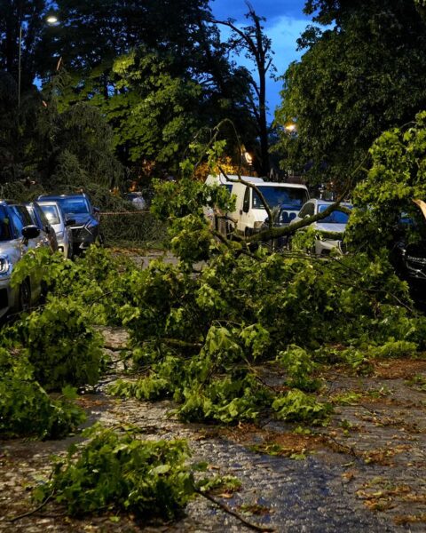 Arbres déracinés, rues submergées et éclairs impressionnants : récapitulatif des orages de mercredi.