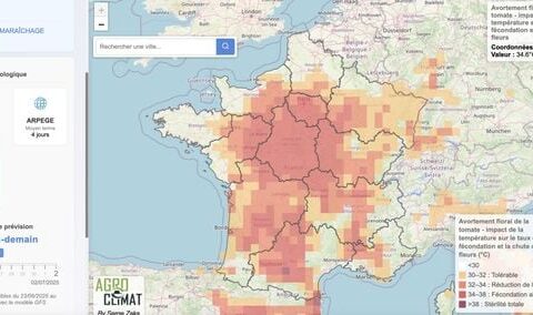 Avec la canicule, l'avortement floral des légumes devient une préoccupation majeure.