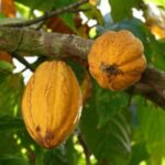 Équateur : le cacao génère plus de revenus que l'exploitation des mines d'or et d'argent