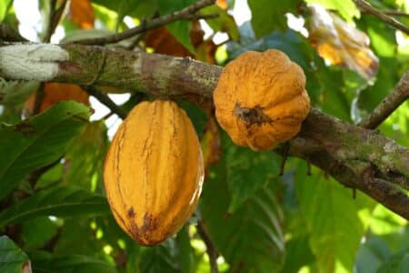 Équateur : le cacao génère plus de revenus que l'exploitation des mines d'or et d'argent