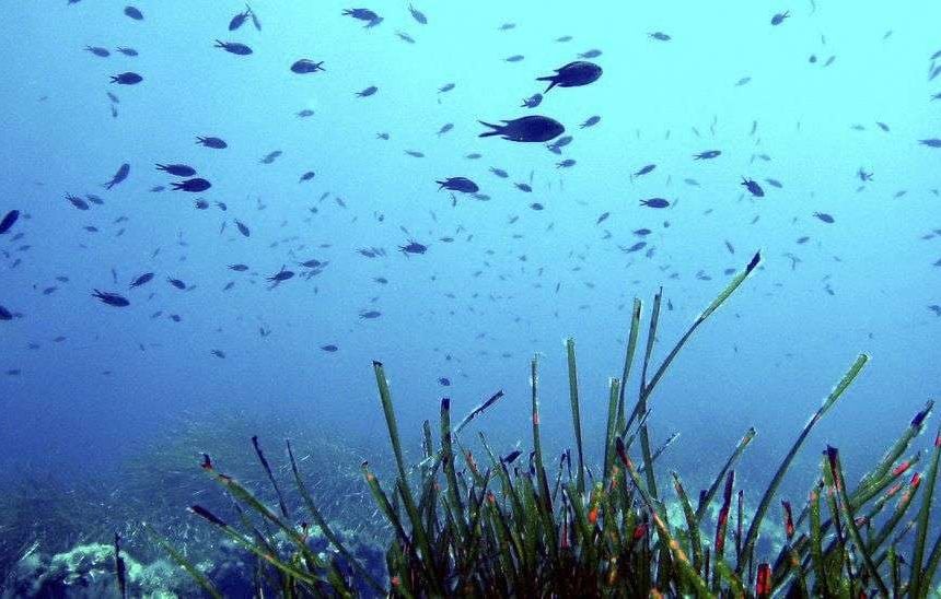 La canicule met en danger les fonds marins de la Méditerranée en raison de la surchauffe des eaux.