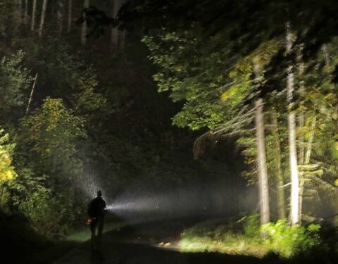 La forêt nocturne, un lieu effrayant, mais finalement sécurisé ?