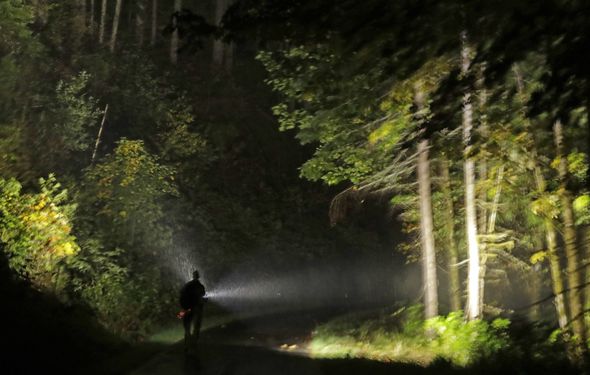 La forêt nocturne, un lieu effrayant, mais finalement sécurisé ?