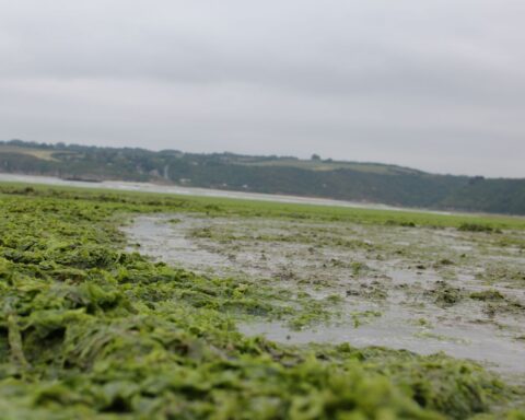 Une plage des Côtes-d'Armor fermée en raison de l'émission de gaz nocifs