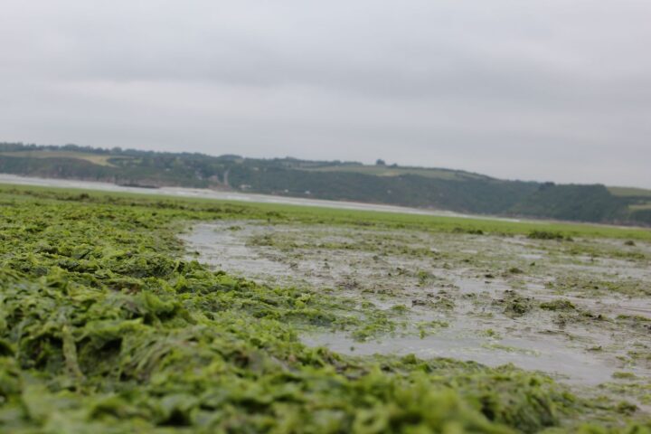 Une plage des Côtes-d'Armor fermée en raison de l'émission de gaz nocifs