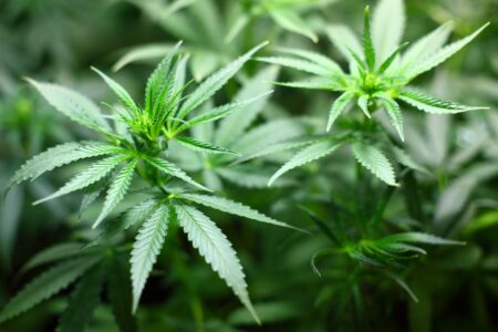 Cannabis ou alcool : quelles substances les Français considèrent comme dangereuses en 2025 ? Budget 2026 : stratégies d’économies de la France de 1,6 milliard d’euros.