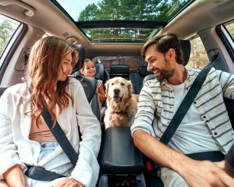 Comment assurer la sécurité des animaux lors des voyages en voiture