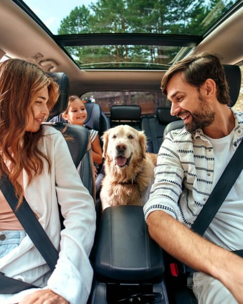 Comment assurer la sécurité des animaux lors des voyages en voiture