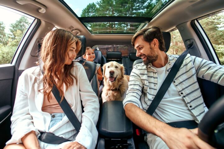 Comment assurer la sécurité des animaux lors des voyages en voiture