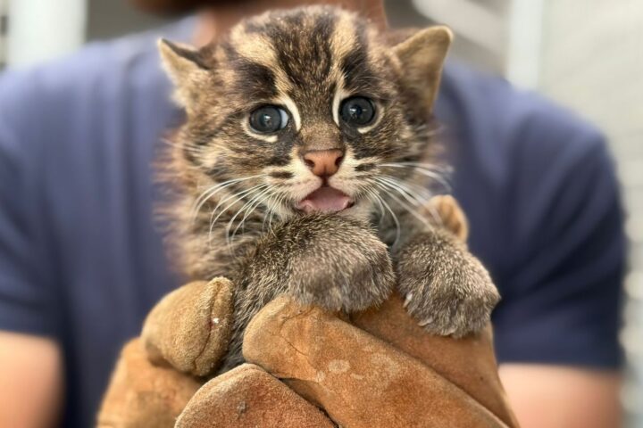 Des chatons pêcheurs, mi-félins mi-poissons, sont nés en France.