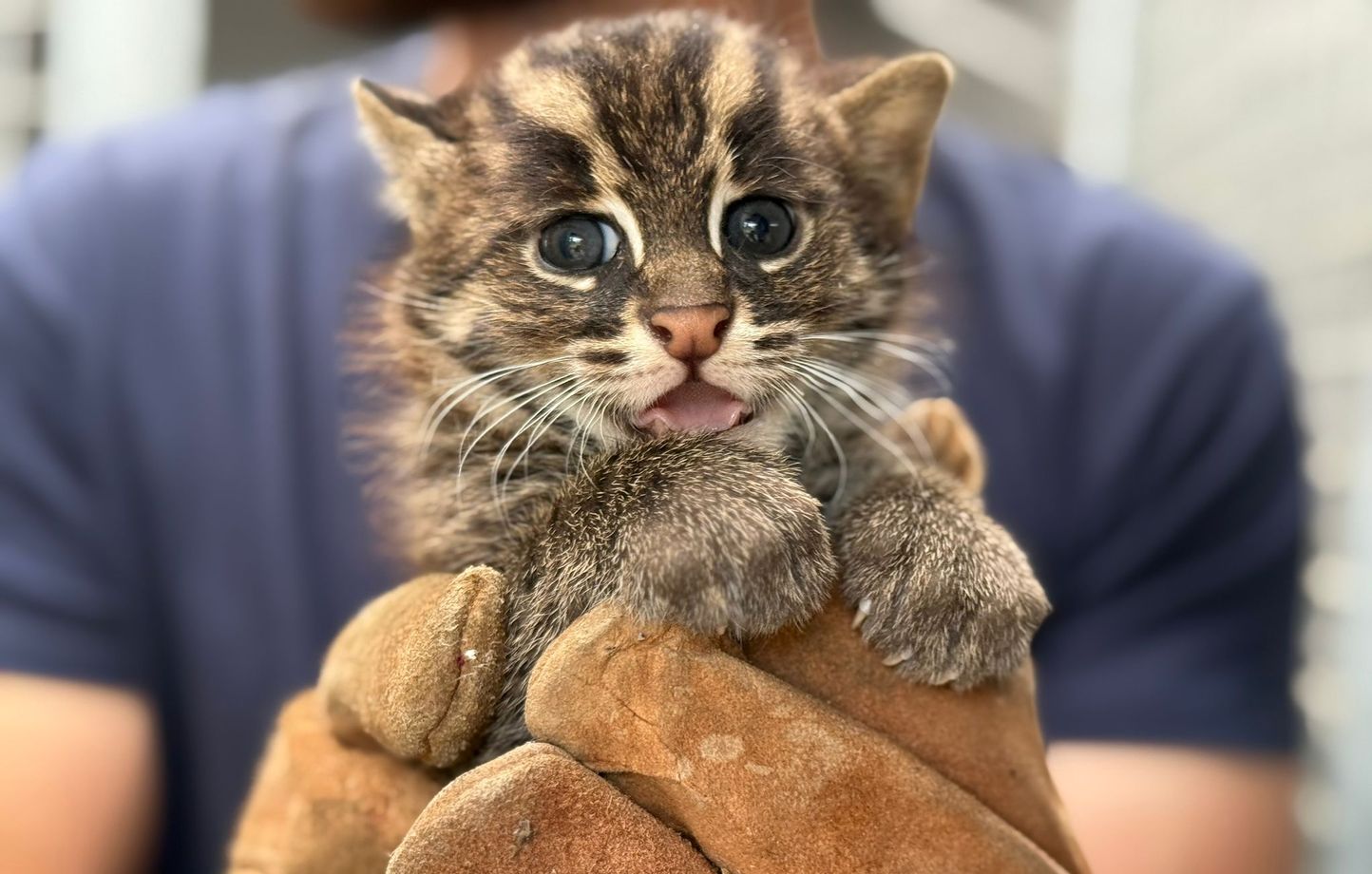 Des chatons pêcheurs, mi-félins mi-poissons, sont nés en France.