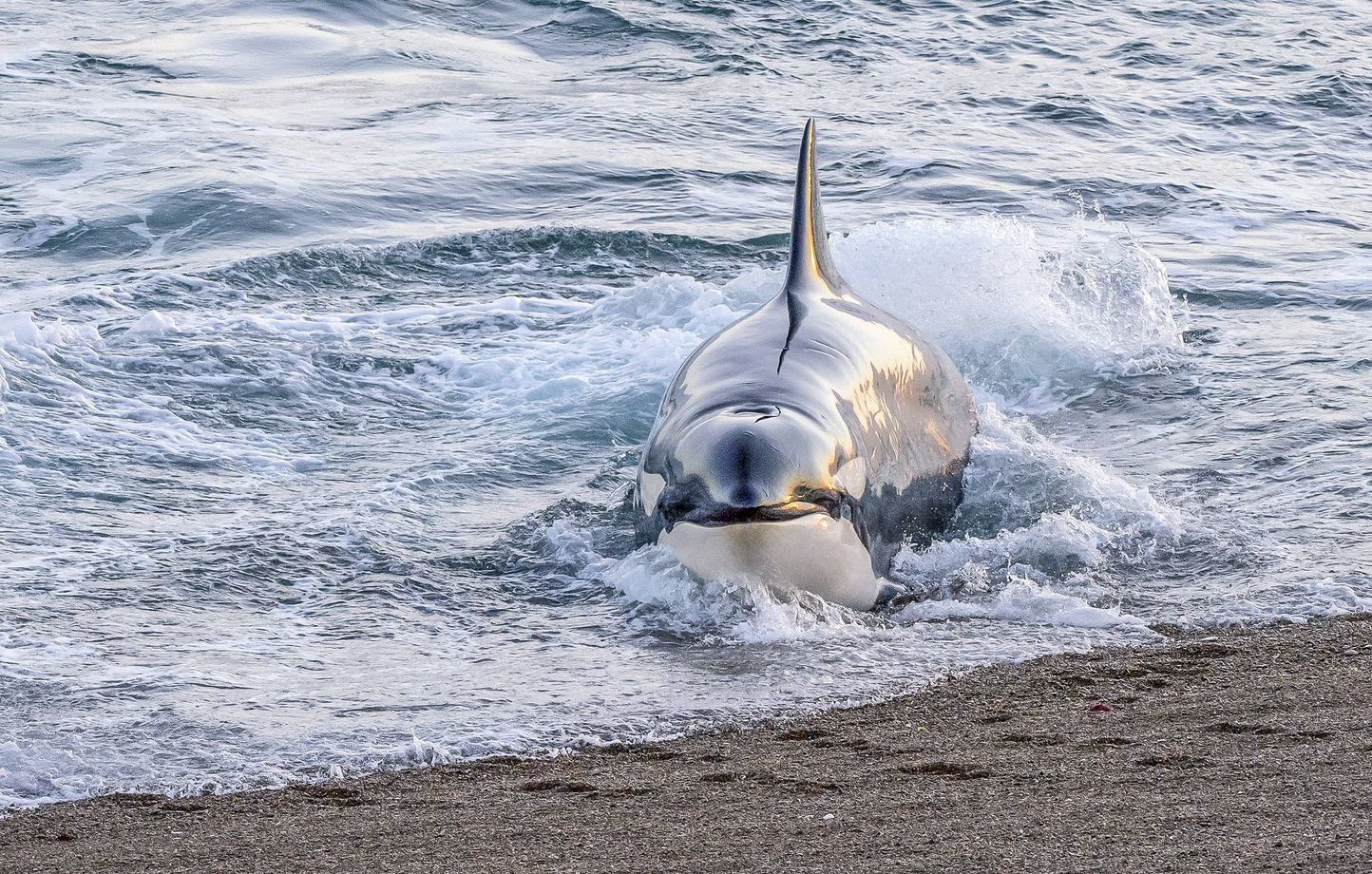 Des orques s'en prennent à un voilier au large du Pays basque