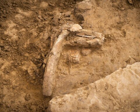 Des traces de cannibalisme identifiées sur un squelette de 850 000 ans