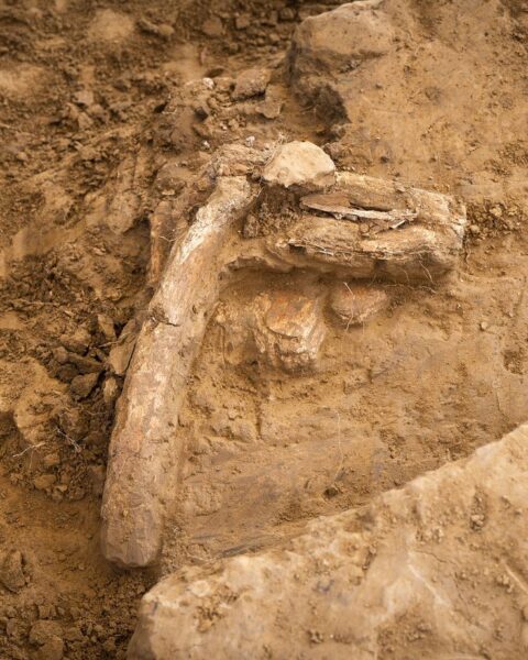 Des traces de cannibalisme identifiées sur un squelette de 850 000 ans