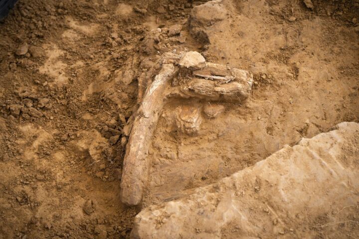 Des traces de cannibalisme identifiées sur un squelette de 850 000 ans