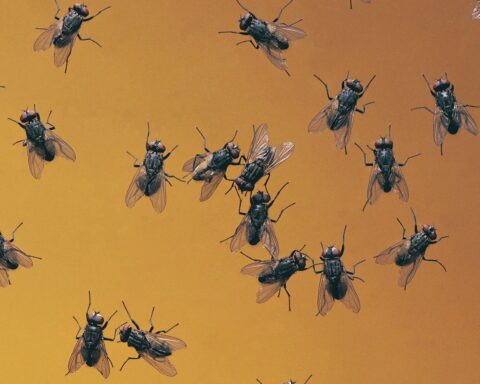 Invasion de mouches en Corée du Sud liée au réchauffement climatique