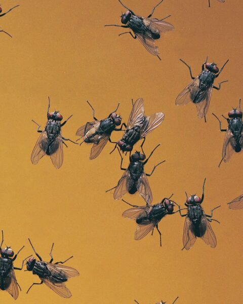 Invasion de mouches en Corée du Sud liée au réchauffement climatique