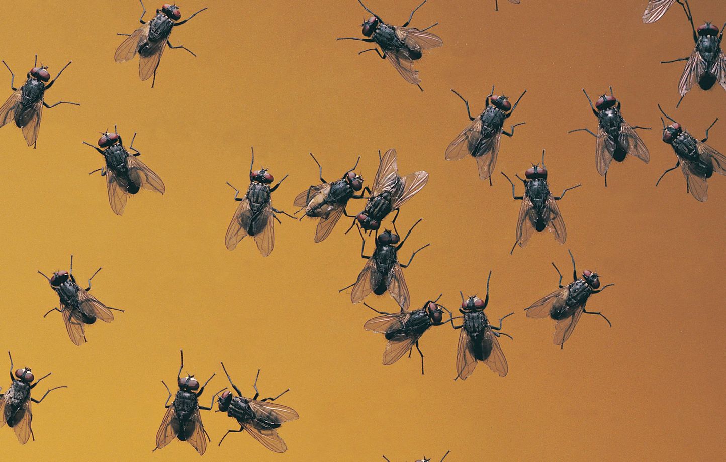 Invasion de mouches en Corée du Sud liée au réchauffement climatique