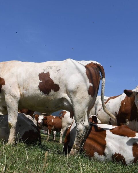 Les éleveurs contraints d'abattre leurs vaches en raison de la détresse économique