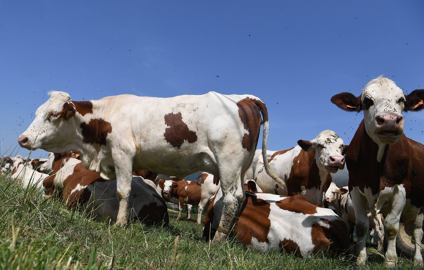 Les éleveurs contraints d'abattre leurs vaches en raison de la détresse économique