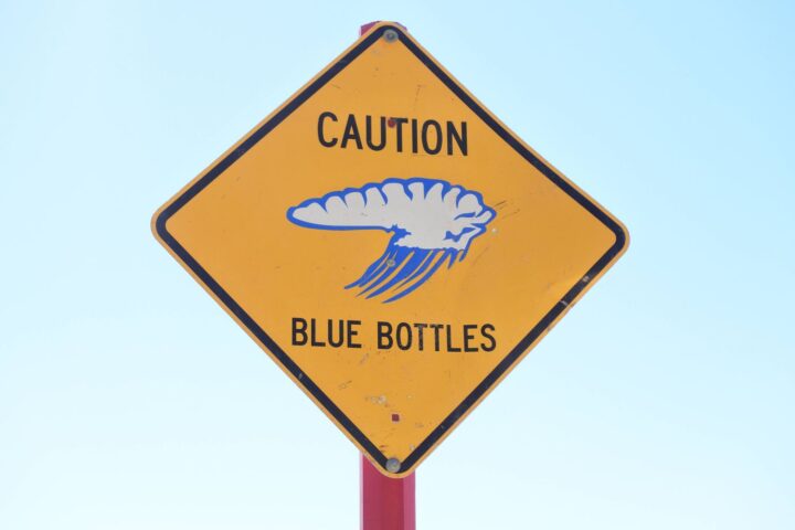 Un animal urticant mesurant plusieurs mètres entraîne des fermetures de plages