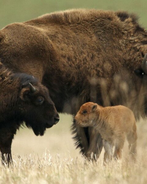 Un bison décède après avoir été ébouillanté dans une source thermale du parc de Yellowstone.