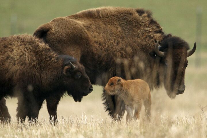 Un bison décède après avoir été ébouillanté dans une source thermale du parc de Yellowstone.