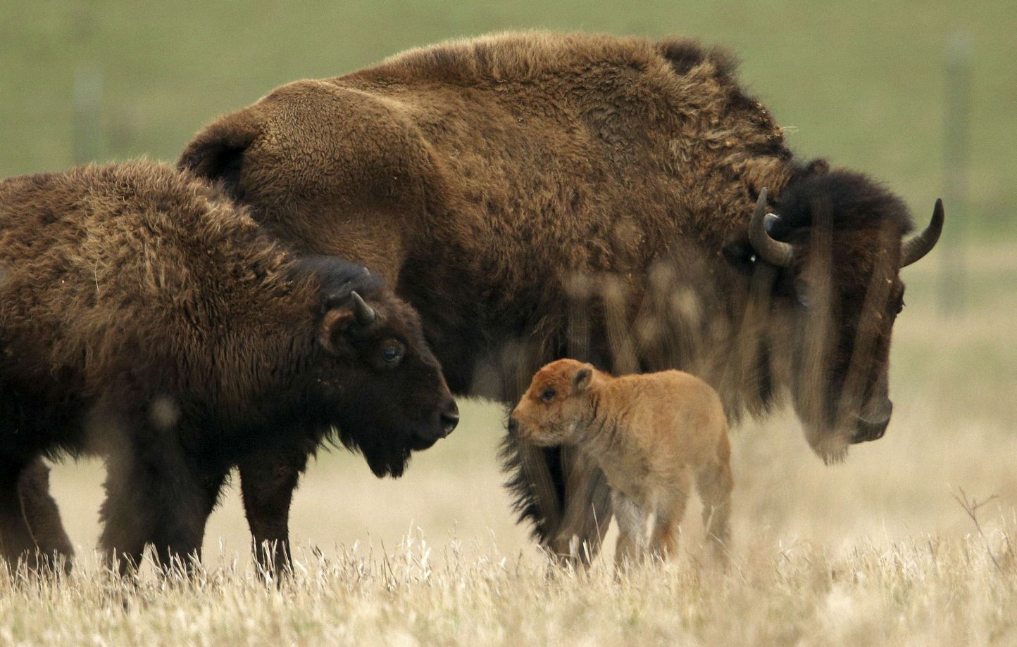 Un bison décède après avoir été ébouillanté dans une source thermale du parc de Yellowstone.