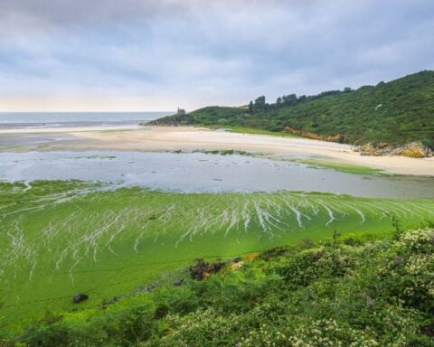 Une plage en Bretagne reste fermée au public en raison des algues vertes