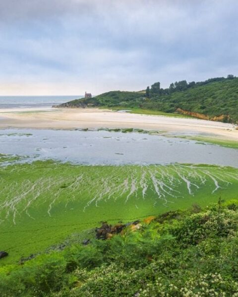 Une plage en Bretagne reste fermée au public en raison des algues vertes