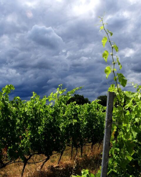 Alerte orange pour orages, pluies et inondations dans l'Hérault, le Gard et la Lozère