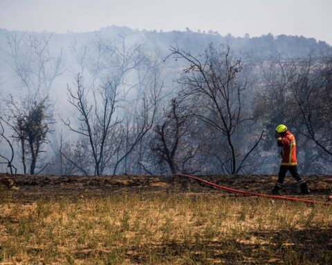 Après l'incendie dans l'Aude, l'ONF entame un long chantier de réhabilitation