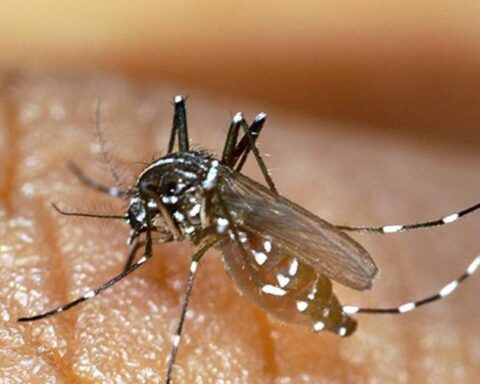 Augmentation des cas de dengue et double détection de chikungunya par l'ARS dans le Tarn en raison des moustiques tigres.