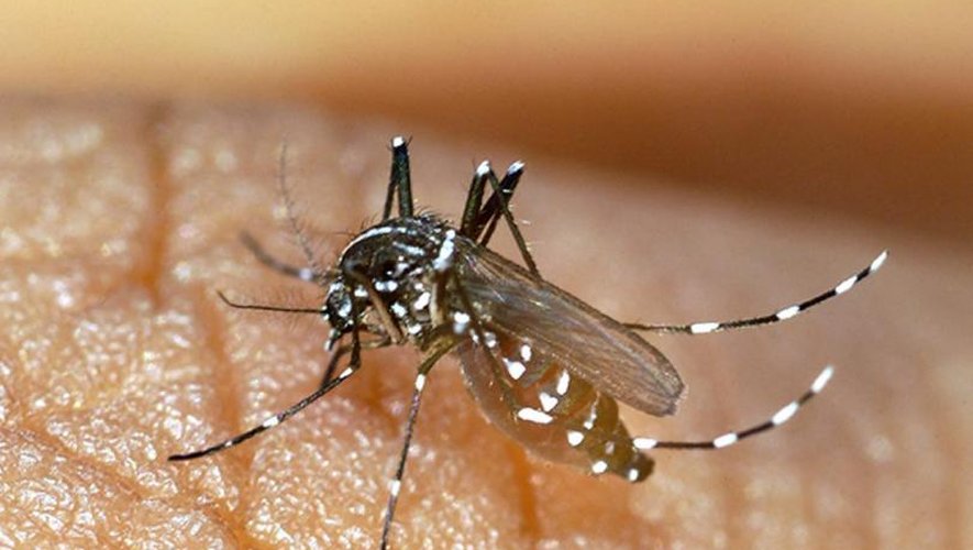 Augmentation des cas de dengue et double détection de chikungunya par l'ARS dans le Tarn en raison des moustiques tigres.