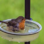 Comment aider les animaux sauvages pendant l'été