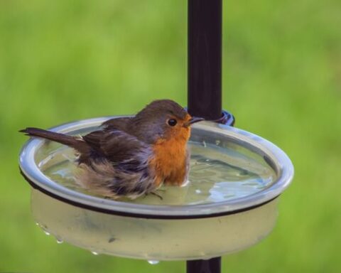 Comment aider les animaux sauvages pendant l'été