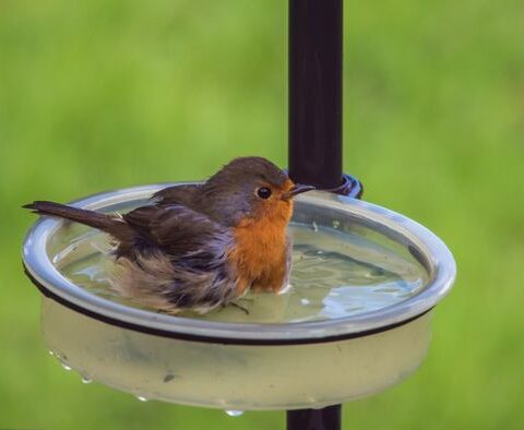 Comment aider les animaux sauvages pendant l'été