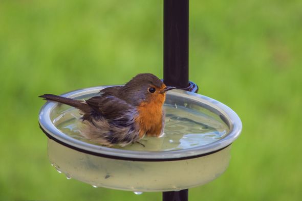 Comment aider les animaux sauvages pendant l'été