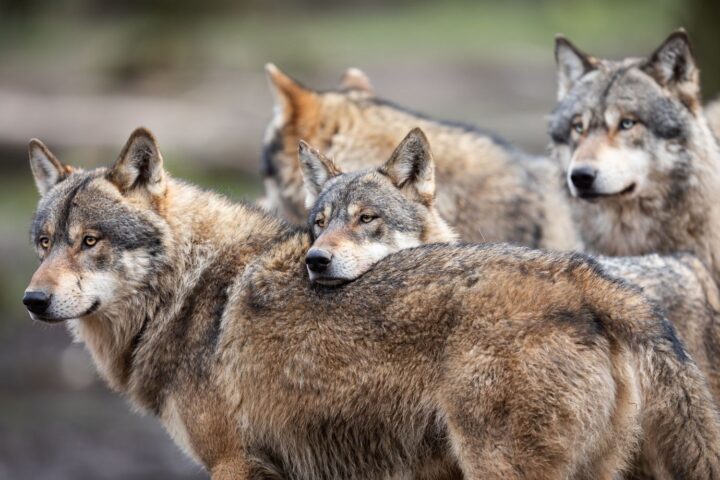 Des bénévoles gardent des zones menacées par des loups cet été