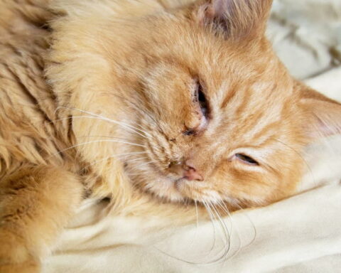 Des chercheurs écossais révèlent des similitudes entre la démence des chats et la maladie d'Alzheimer humaine