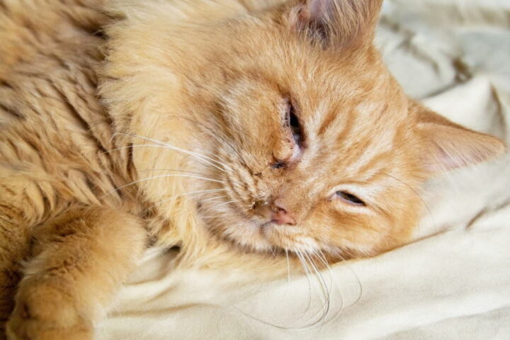 Des chercheurs écossais révèlent des similitudes entre la démence des chats et la maladie d'Alzheimer humaine