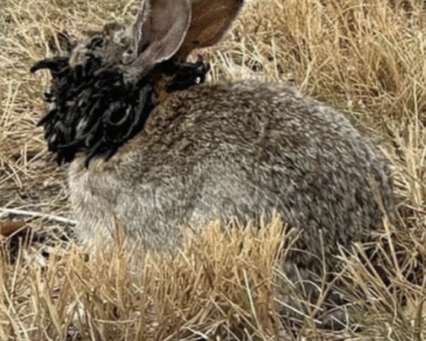 Des lapins et autres animaux touchés par un virus bien connu circulent aux États-Unis