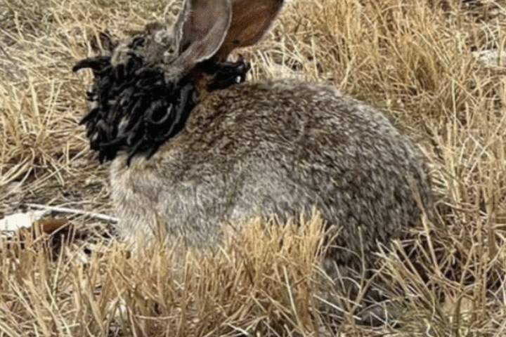 Des lapins et autres animaux touchés par un virus bien connu circulent aux États-Unis